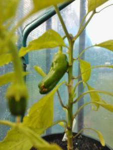 Peppers forming in the mini greenhouse