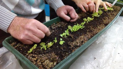 Thinning out salad crops in containers