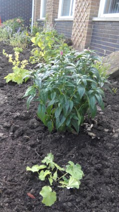 Planting out perennials in the front border