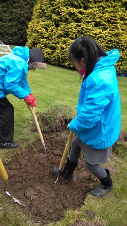 RH Digging to make a raised bed